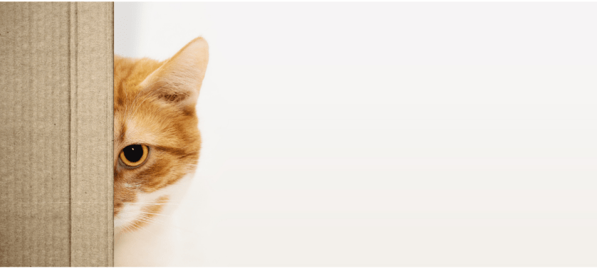 Valeu a dica: o “pulo do gato” das leitoras do&nbsp;blog